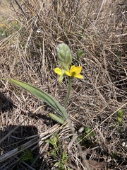 Hypoxis rigidula