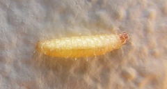 Plodia interpunctella