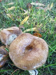 Paxillus cuprinus