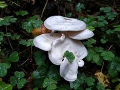 Leucocybe