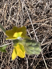 Hypoxis rigidula