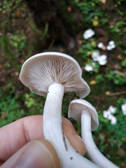 Leucocybe