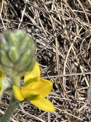 Hypoxis rigidula