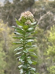 Cassinia denticulata