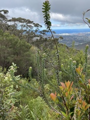 Cassinia denticulata