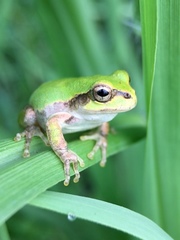 Hyla japonica
