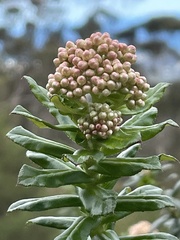 Cassinia denticulata