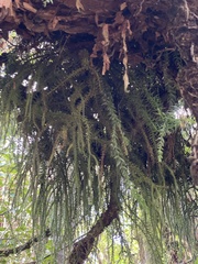 Phlegmariurus varius