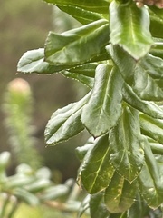 Cassinia denticulata