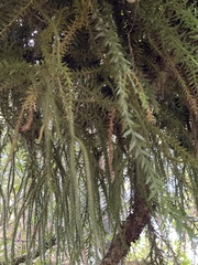 Phlegmariurus varius