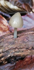 Mycena galericulata