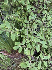 Coprosma foetidissima