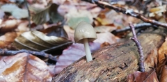 Mycena galericulata