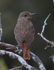 Monticola rupestris