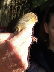 Phylloscopus collybita