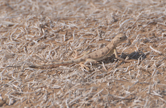 Phrynocephalus maculatus