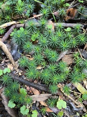 Dawsonia superba