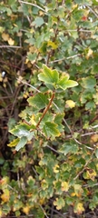 Ribes alpinum