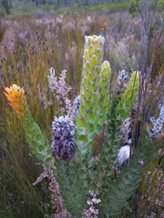 Mimetes pauciflorus