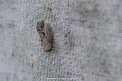 Strotihypera macroplaga