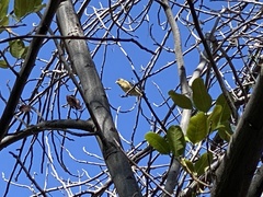 Spinus psaltria