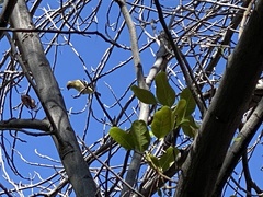 Spinus psaltria