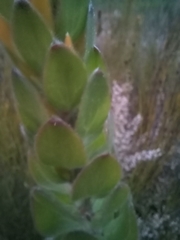Mimetes pauciflorus