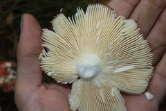 Russula silvicola