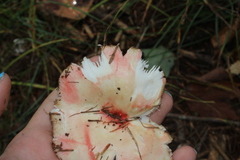 Russula silvicola