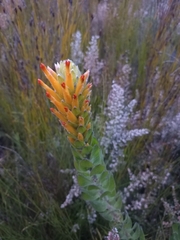 Mimetes pauciflorus