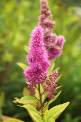 Spiraea