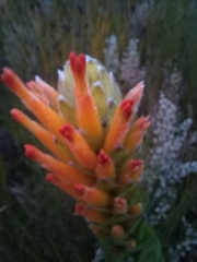 Mimetes pauciflorus