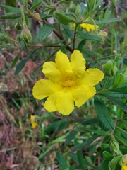 Hibbertia furfuracea