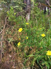 Hibbertia furfuracea