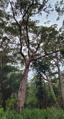 Eucalyptus jacksonii