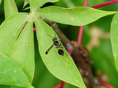 Ropalidia sumatrae