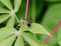 Ropalidia sumatrae
