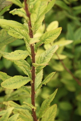 Spiraea
