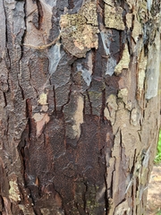 Dacrydium cupressinum