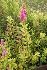 Spiraea