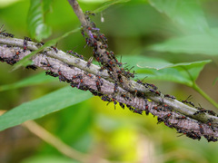 Ropalidia erythrospila