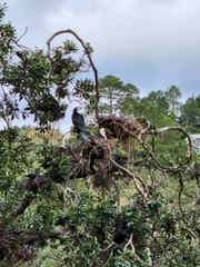 Phalacrocorax varius varius