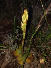 Satyrium jacottetiae