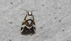 Thallarcha staurocola