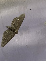 Eupithecia vulgata