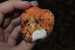 Russula