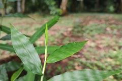 Commelina paludosa