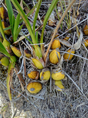 Cyrtochilum densiflorum