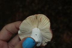 Russula