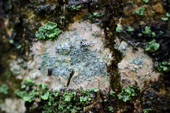 Lecanora symmicta